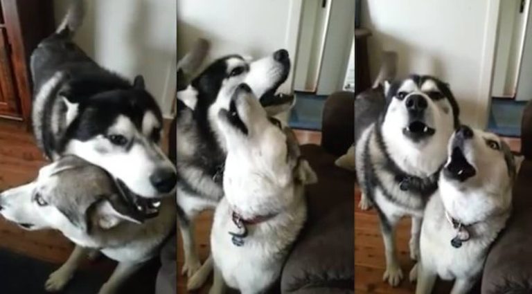 Siberian huskies sing morning song