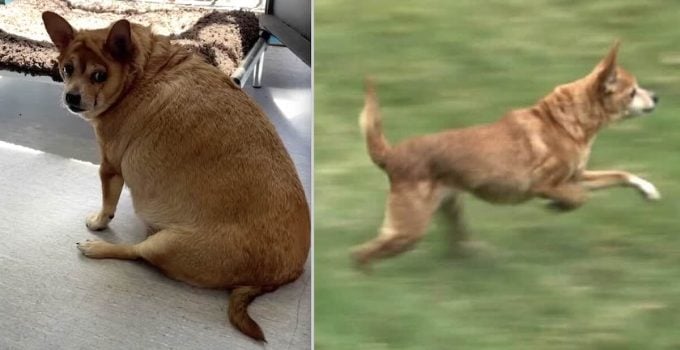 Obese Chihuahua Who Could Barely Stand Up Now a Bundle of Energy Thanks to Rescuers