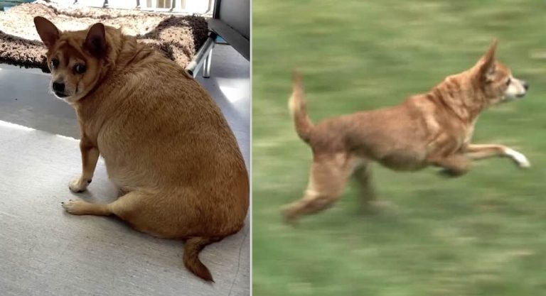Sox before and after her weight loss