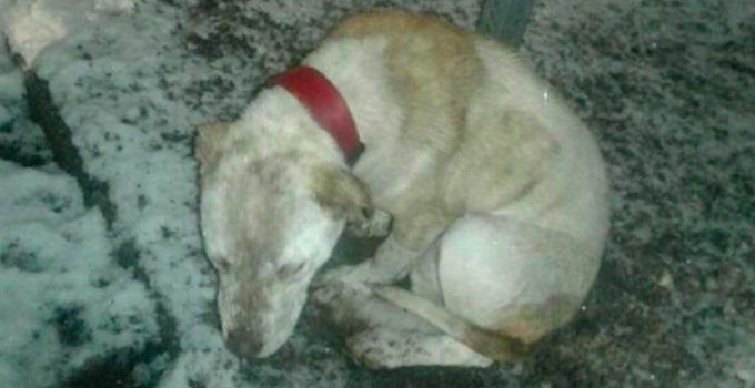Dog Found Chained to a Stop Sign in Snowstorm Saved By Good Samaritan