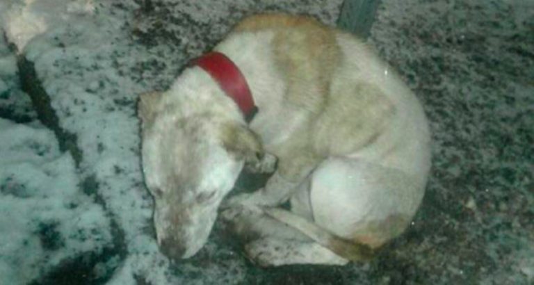 Dog Found Chained to a Stop Sign in Snowstorm Saved By Good Samaritan