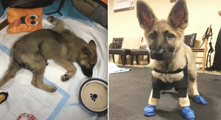 puppy with swimmer's syndrome teaches herself to walk