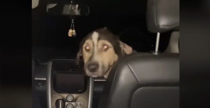 Stray Dog Jumps Into Family’s Car and Wins Himself a New Family