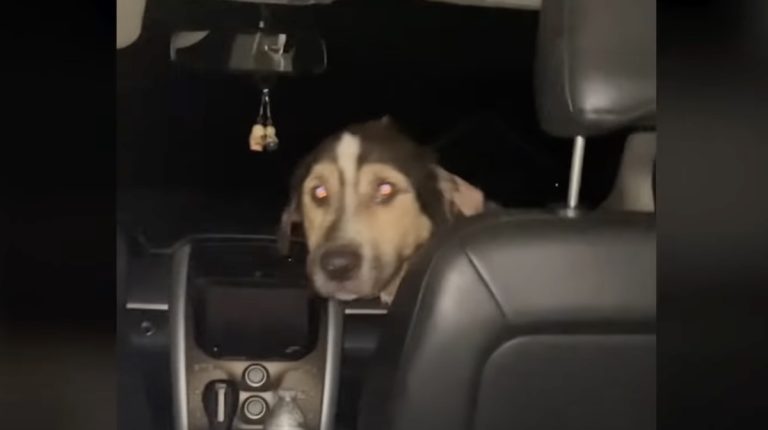 stray dog jumps into family's car