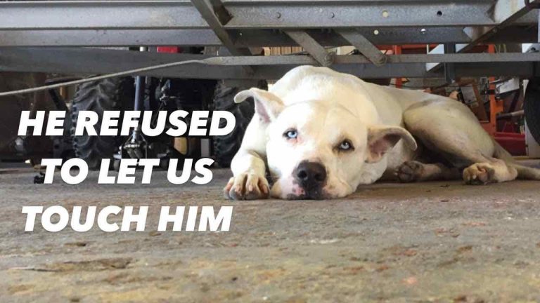 couple spend year trying to earn dog's trust