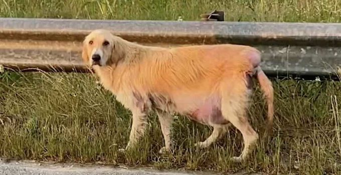 Stray Golden Retriever Found On Side of The Road in Desperate Shape