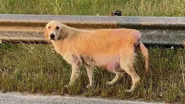 Sydney a stray Golden Retriever rescued in Texas.