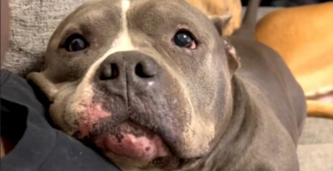 Woman Rescues Pit Bull and Hilariously Becomes ‘Third Wheel’