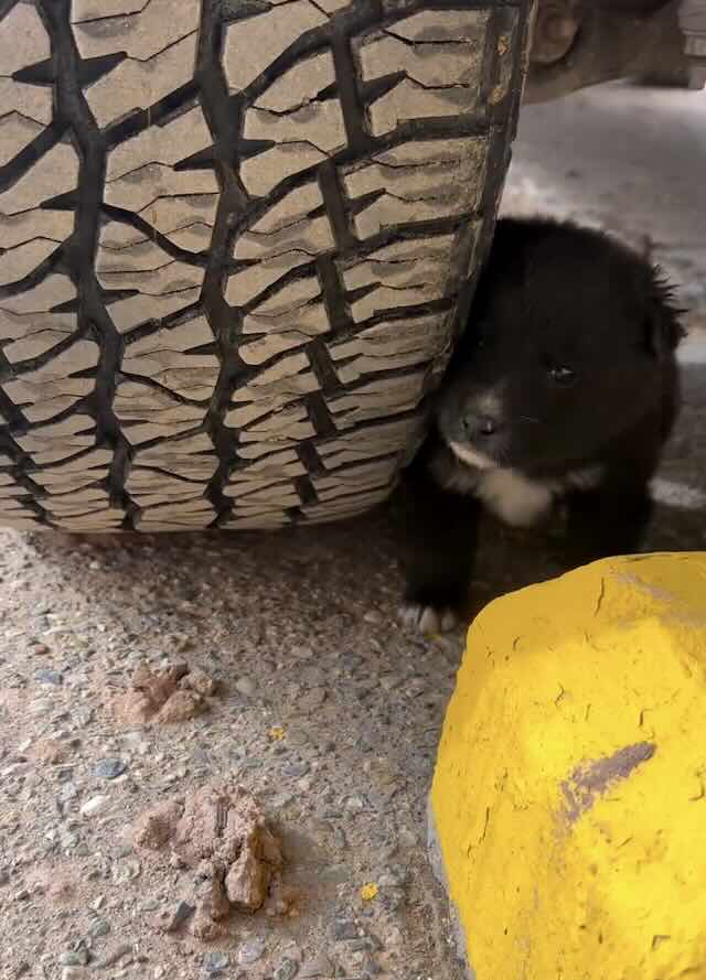 Puppy rescued from parking lot