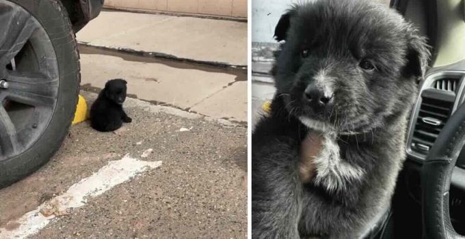 Tiny Puppy Looking Like a ‘Little Bear’ Dumped in Parking Lot Spotted By Good Samaritan