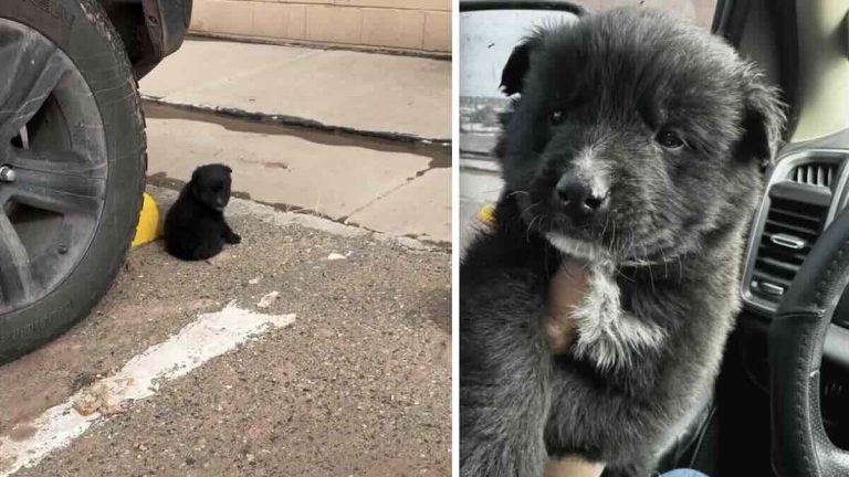 Ace the puppy found in parking lot.
