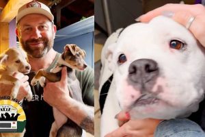Dog Rescuer Visits Another Rescue to Get Two Dogs and Comes Home with Six