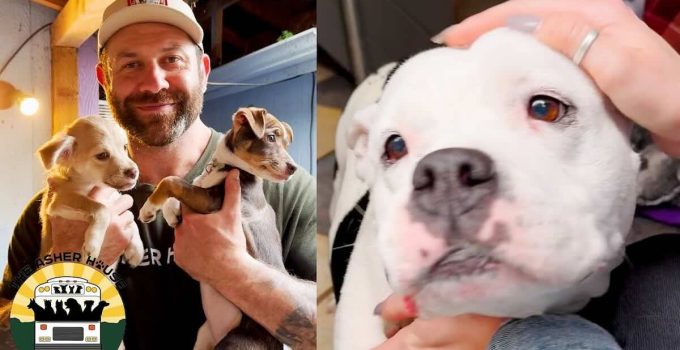 Dog Rescuer Visits Another Rescue to Get Two Dogs and Comes Home with Six