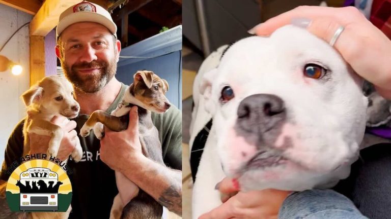 Dog Rescuer Visits Another Rescue to Get Two Dogs and Comes Home with Six