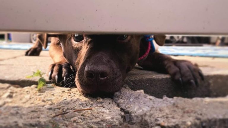 Sweet Blind Dog Hides Painful Secret Under Her Skin