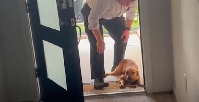 Husband Finds Stray Dog on a Job and Insists on Bringing Him Home to Family