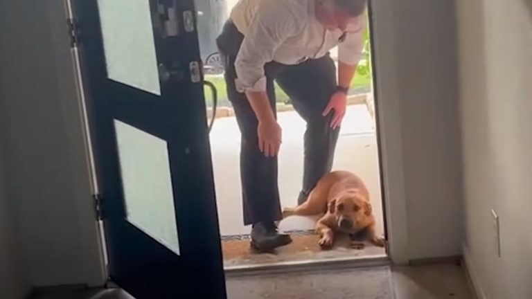 Husband Finds Stray Dog on a Job and Insists on Bringing Him Home to Family