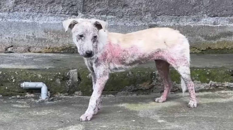 Elderly Woman Approaches Rescuers To Help Her with Mangy Puppy Found on Street