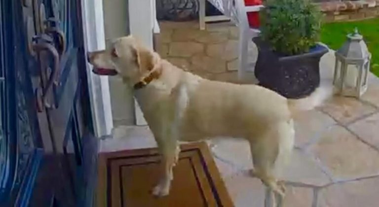 dog rings neighbors' doorbell