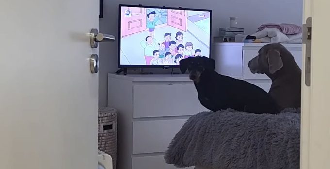 Dogs Get Adorably Upset When Dad Turns Off Their Favorite Cartoon Show