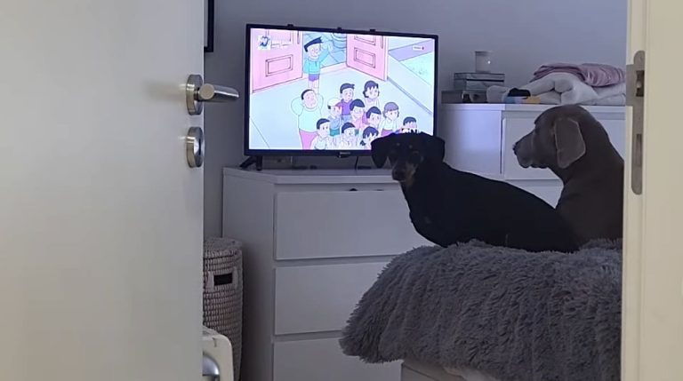 Dogs Get Adorably Upset When Dad Turns Off Their Favorite Cartoon Show