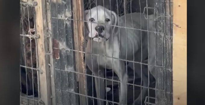 Skinny Boxer Dog Found Among 400 Neglected Dogs Gets The Happy Ending She Deserves