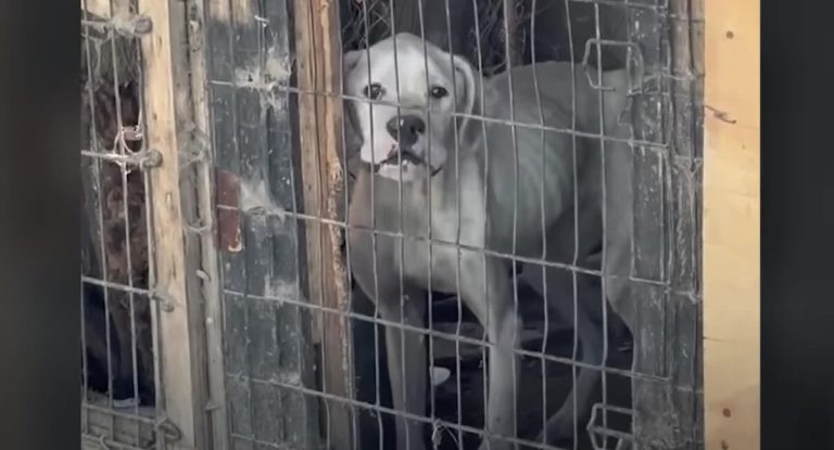 boxer rescued from hoarding rescue