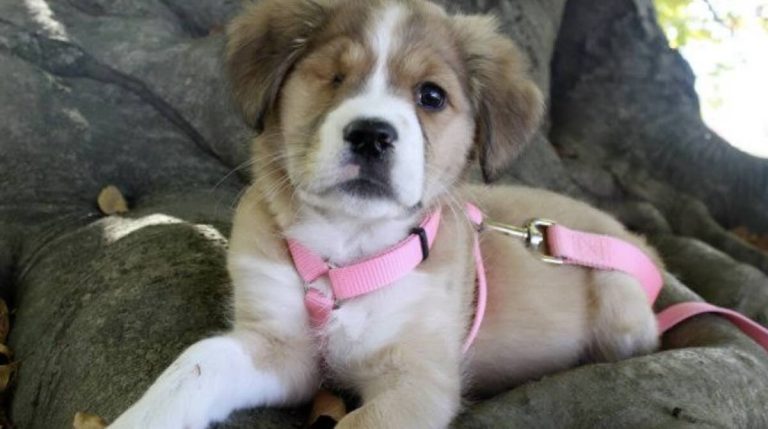 Woman Finds Puppy Alone in Alley Howling in Agony and Begging for Help