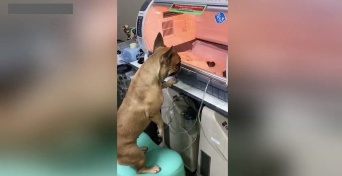 Mama Dog Watches Over Her Premature Newborn Puppies In Sweet Video