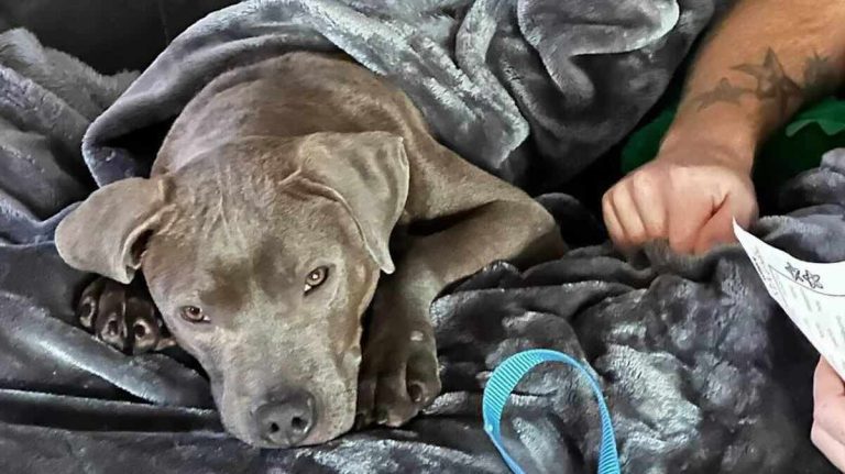 Dog Found Shivering from the Cold in ‘Frost-Covered Crate’ Breaks Hearts of Shelter Staff