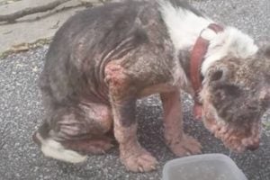 Mangy Stray Dog Looking Like a Burn Victim is Nursed Back to Health
