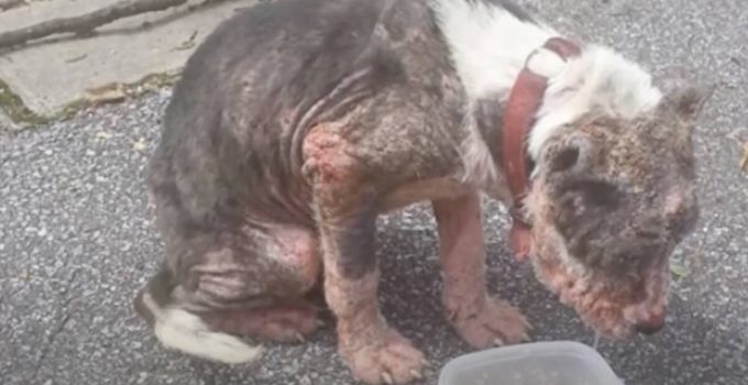Mangy Stray Dog Looking Like a Burn Victim is Nursed Back to Health
