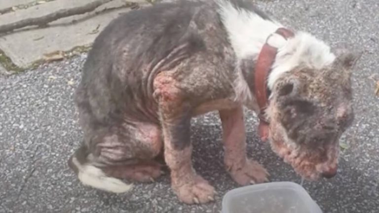 stray dog with mange makes amazing recovery