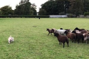 ‘World’s Worst Sheepdog’ Takes the Day Off Work to Get Sheep to Play with Him