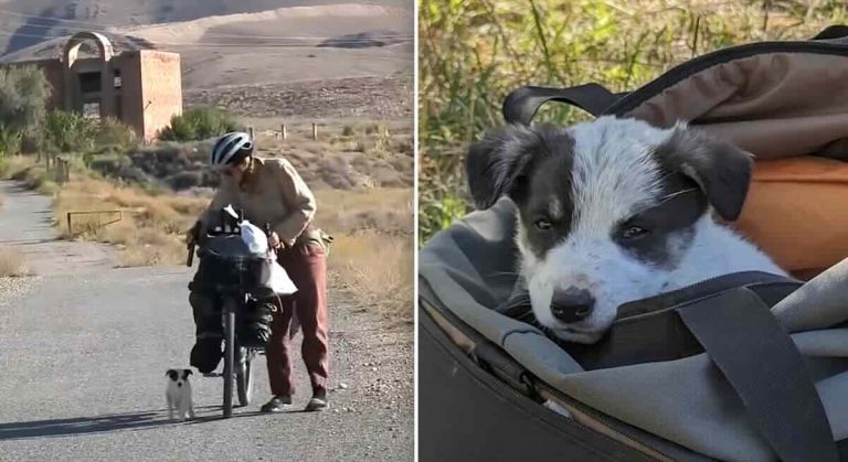 bicyclists rescue puppy from roadside
