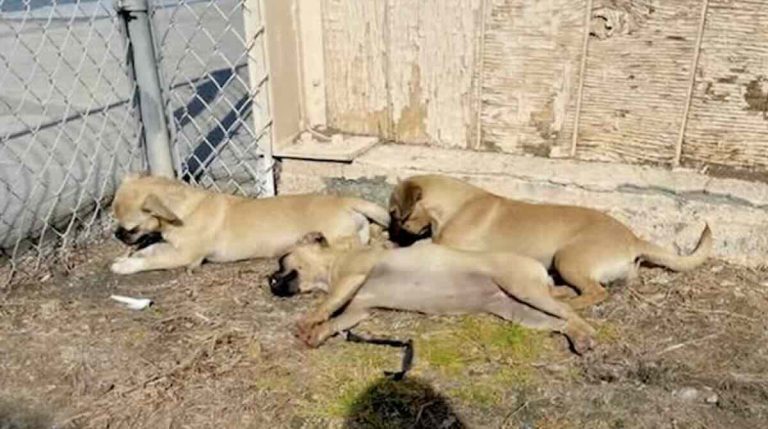 Pug mix puppies abandoned at school