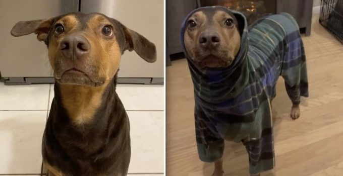 Dog Sweetly Asks His Mom to Put on His Jammies Whenever He Gets Cold