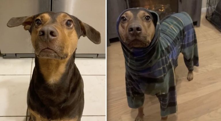 Dog Sweetly Asks His Mom to Put on His Jammies Whenever He Gets Cold