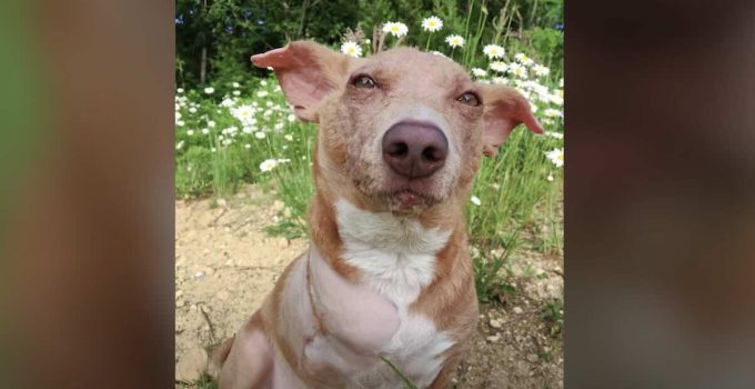 Dog with Rare Genetic Condition that Affects His Bones Experiences Life to the Fullest