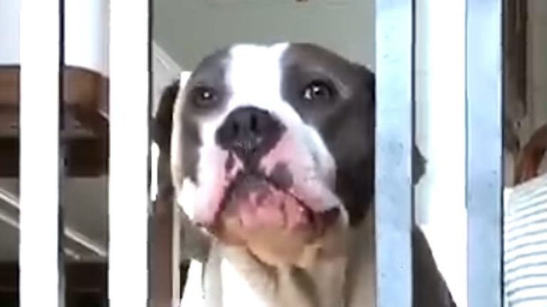 Stella rescued off the streets