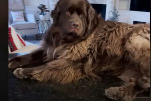 Giant Newfie Loves Napping On Mom’s Kitchen Counter