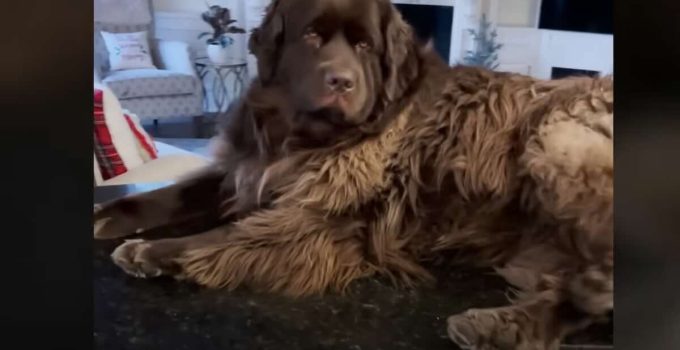 Giant Newfie Loves Napping On Mom’s Kitchen Counter