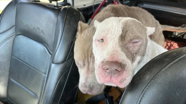 Daka and St. Vincent rescued by Stray Rescue of St Louis