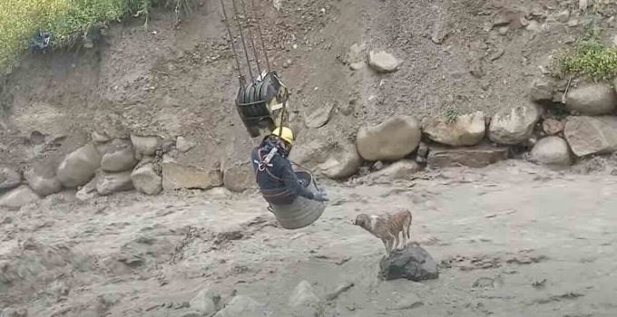 Construction Workers Rescue Stray Dog From Raging River