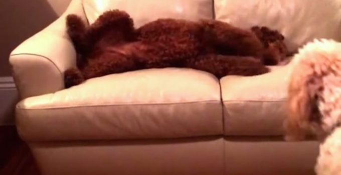 Dog Sees Her Pal Having a Bad Dream She Does the Sweetest Thing