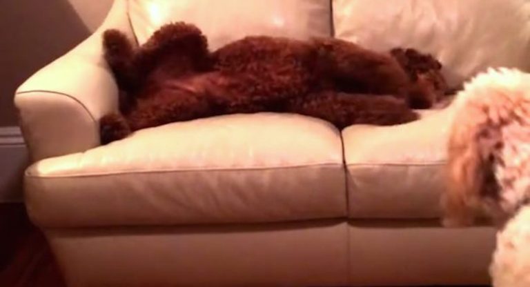 dog comforts dog having nightmare