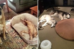 19 Cats Who Enjoy Kicking Doggie Siblings Out of Their Beds