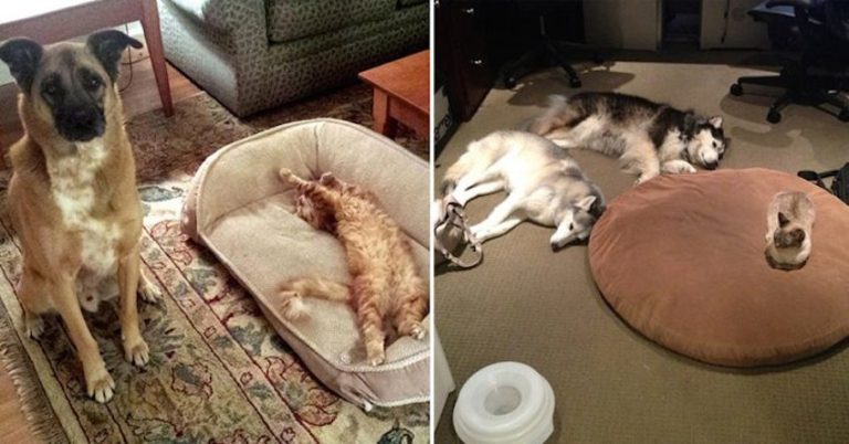 cats steal dog beds