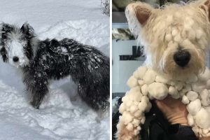 17 Dogs Hilariously Turn Into Abominable Snow Dogs After Playing Outside
