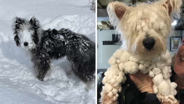 dogs covered in snow
